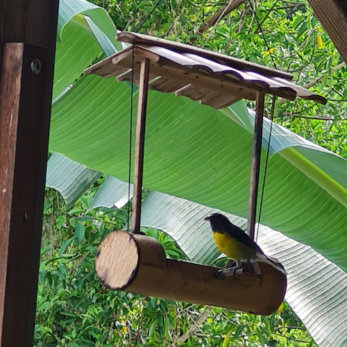 Le Chant du Colibri