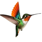 Nos prestations Le Chant du Colibri communication