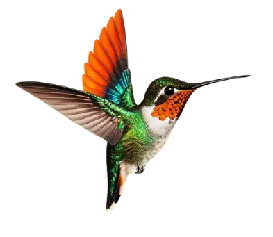 Le Chant du Colibri