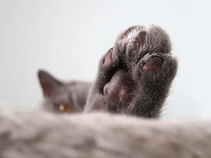 glissez votre patte glissez votre patte